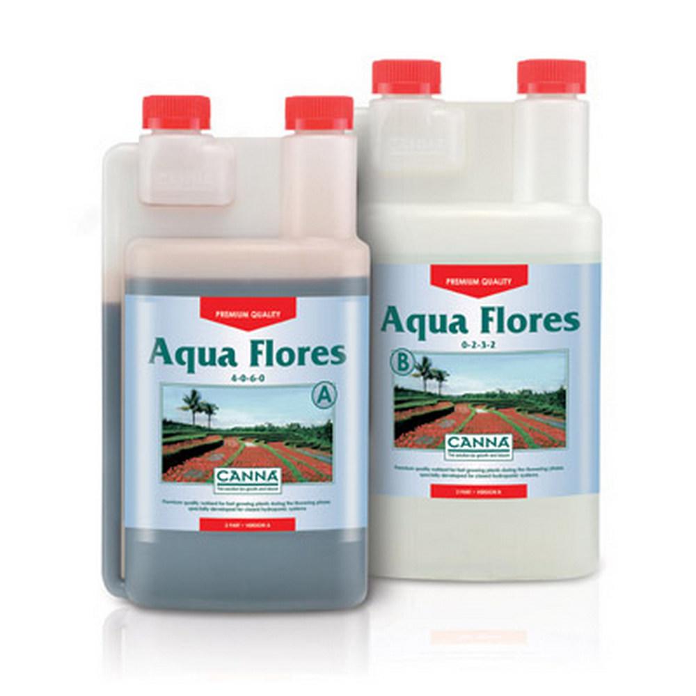 Canna Aqua Flores