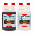 Canna Aqua Flores