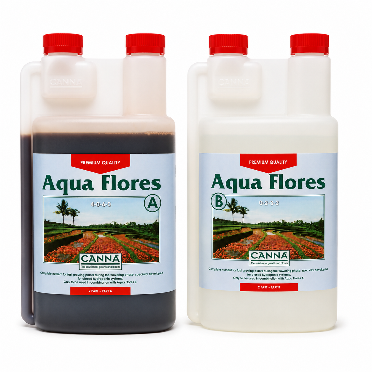 Canna Aqua Flores