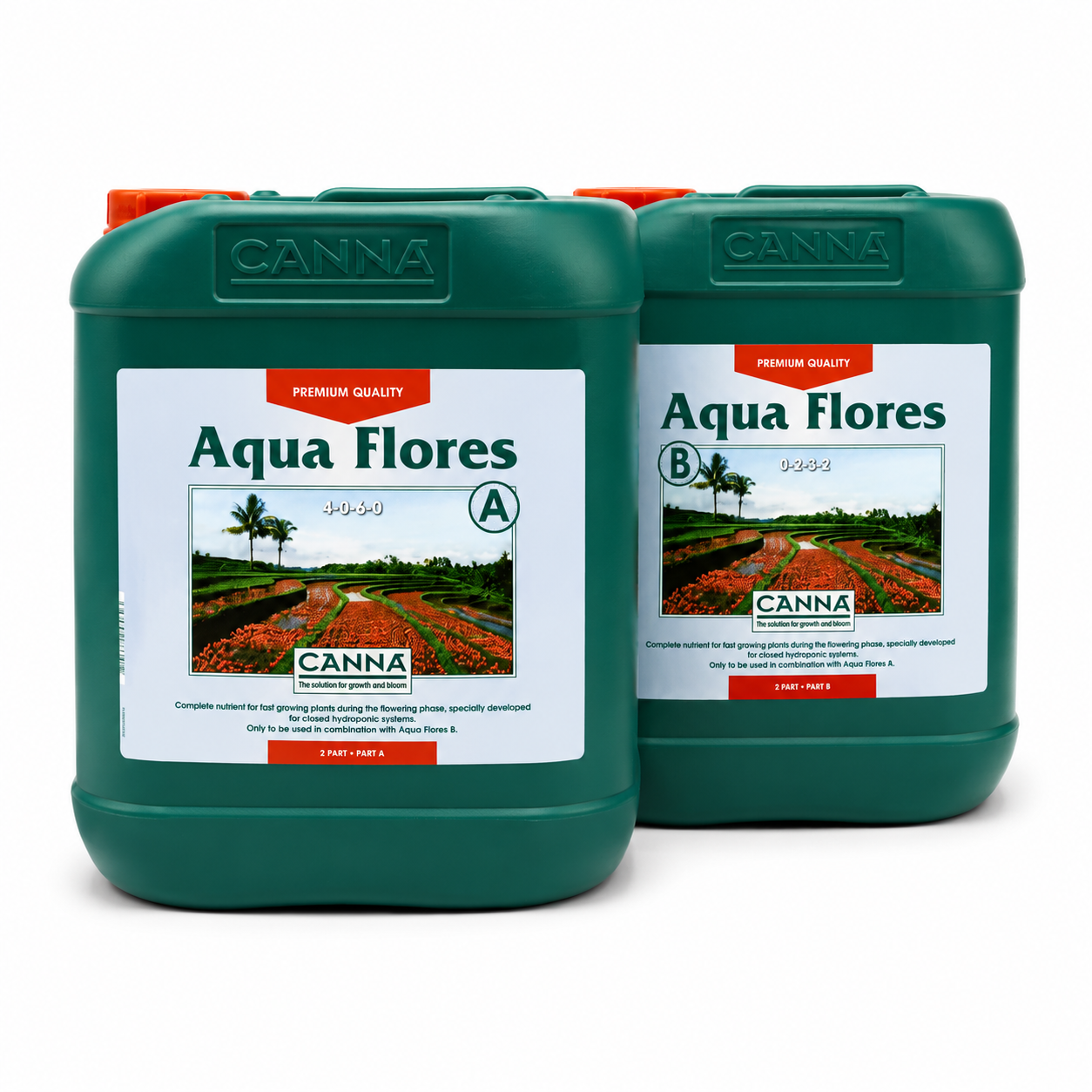 Canna Aqua Flores