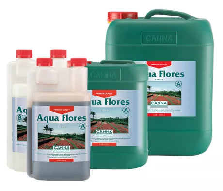 Canna Aqua Flores